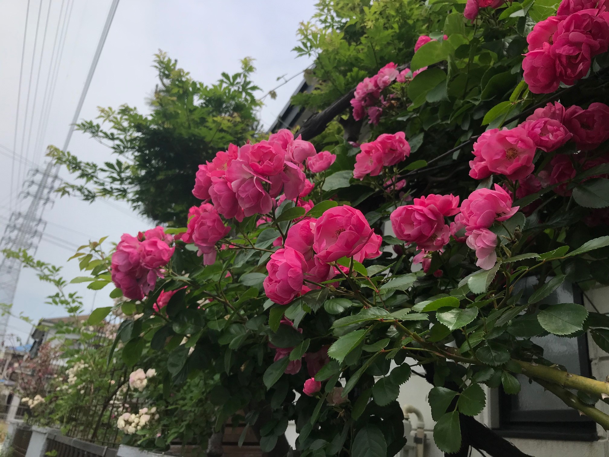 IMG_4118　当麻清水邸.jpg